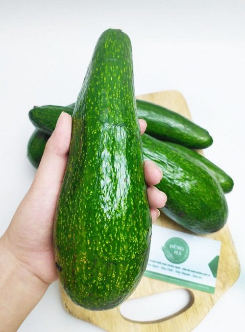 Bơ Đà Lạt 034 (bơ nữ hoàng)