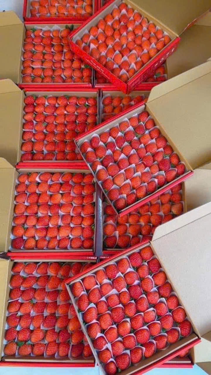 Dâu Giống Nhật Vip