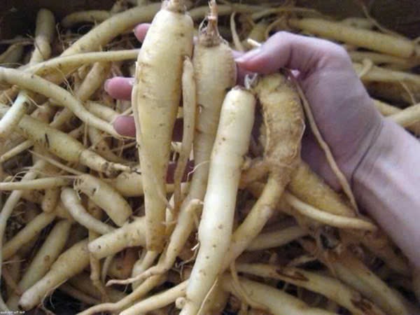 Củ Sâm Tươi Kg-TD