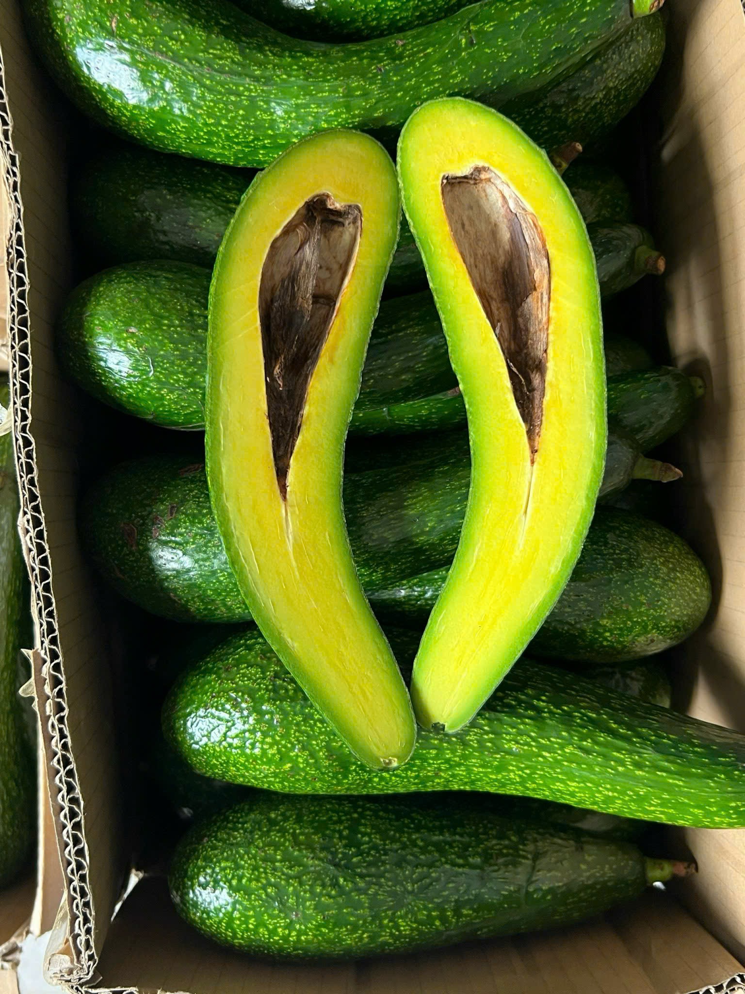 Bơ 034 (Đặc Biệt)