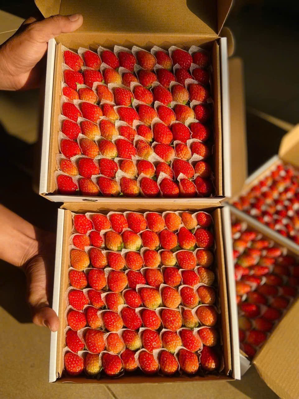 Dâu Giống Hàn Quốc Vip