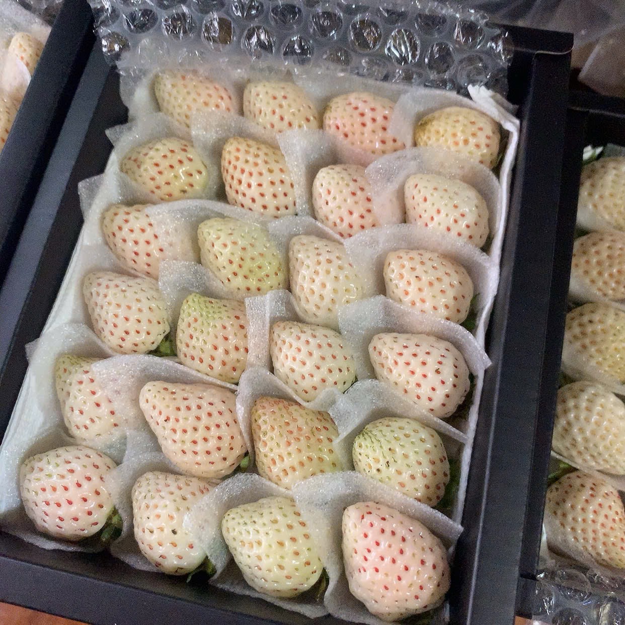 Dâu Bạch Tuyết Vip