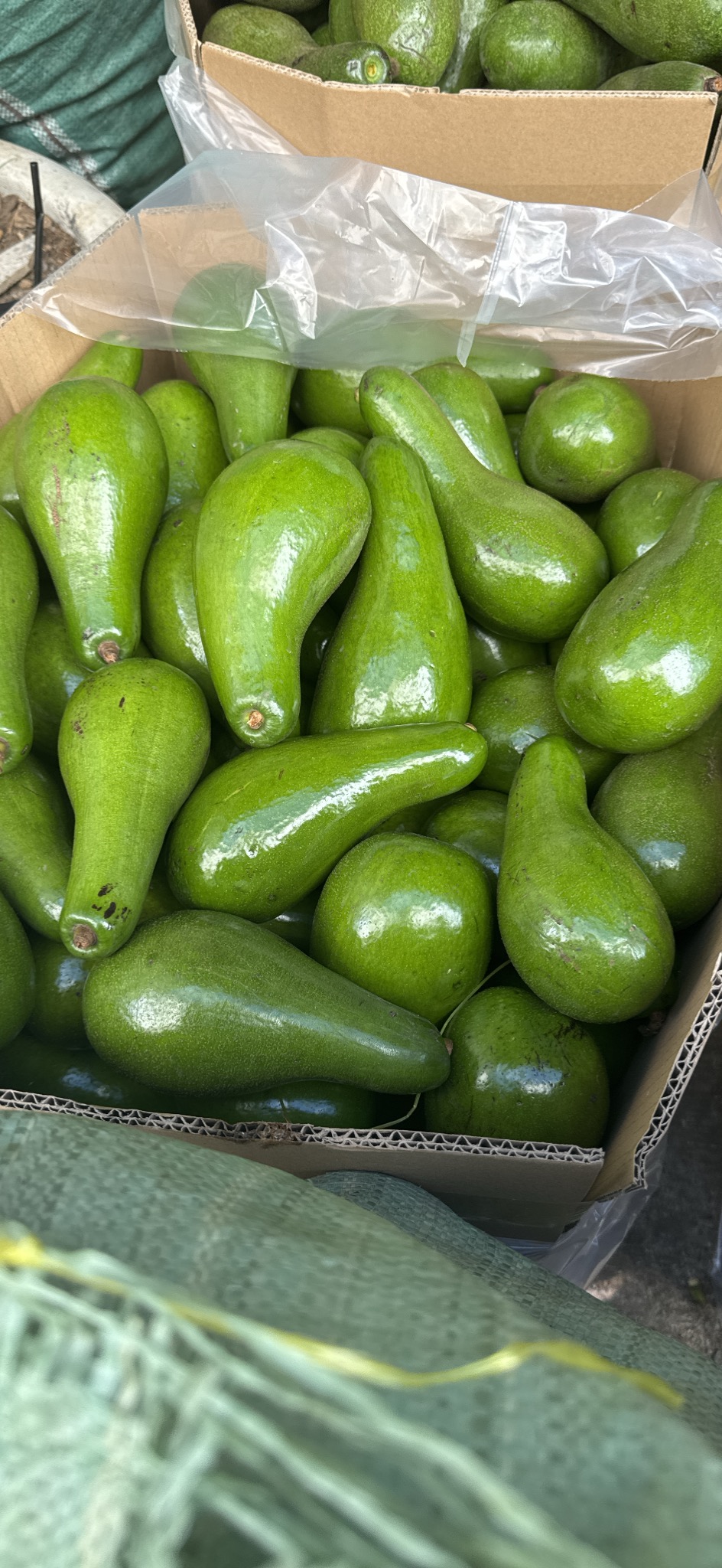 Bơ Sáp Đặc Biệt