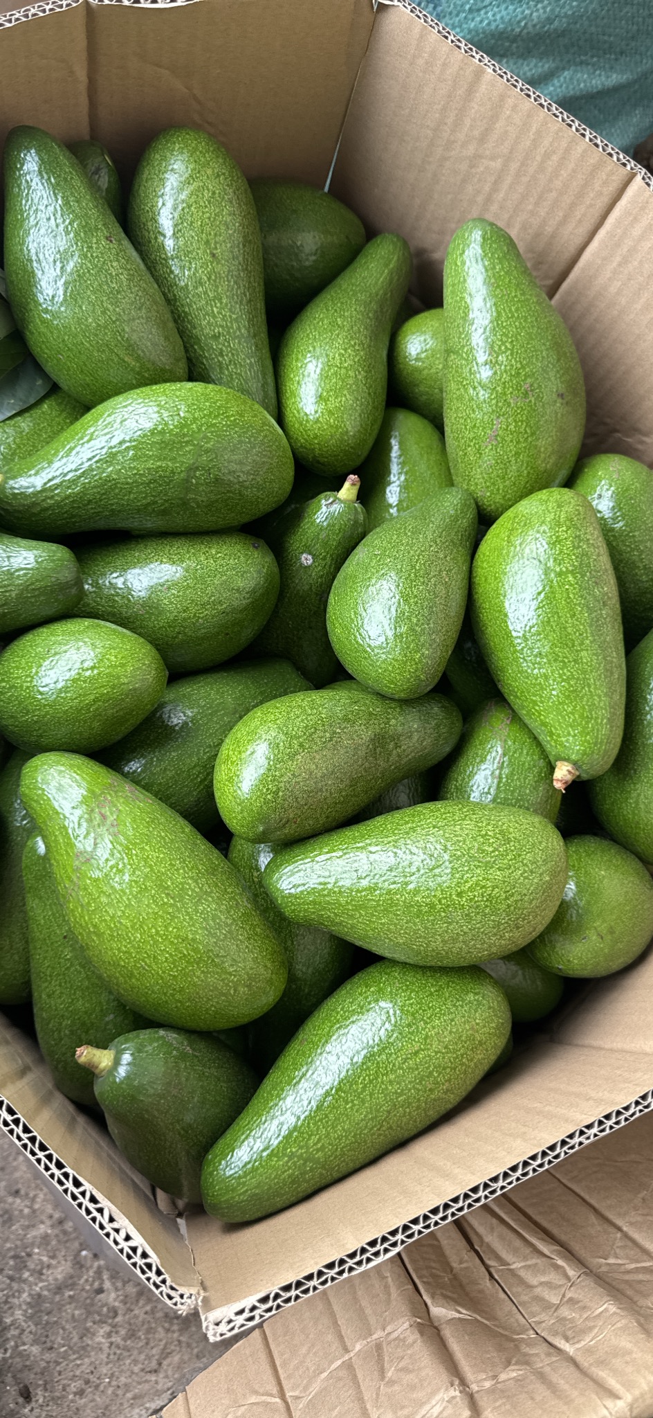 Bơ Booth (Đặc Biệt)